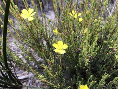 Hibbertia devitata