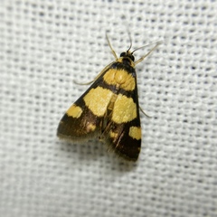 Deuterarcha xanthomela