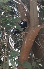 Curaeus curaeus curaeus