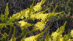 Calytrix flavescens