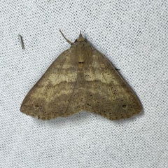 Ophyx eurrhoa