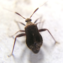 Notholopus