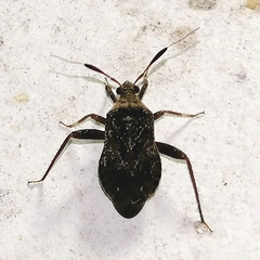 Notholopus