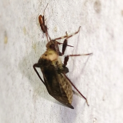 Notholopus