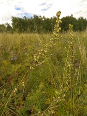 Artemisia latifolia