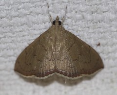 Hyalobathra crenulata