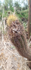 Trichocereus chiloensis litoralis