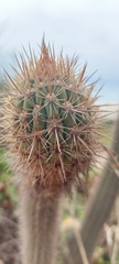 Trichocereus chiloensis litoralis