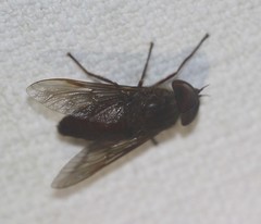 Cydistomyia