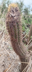 Trichocereus chiloensis litoralis