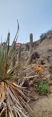Trichocereus chiloensis litoralis