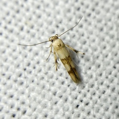 Stathmopoda tritophaea