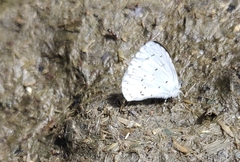 Udara akasa