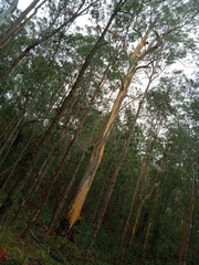 Eucalyptus punctata