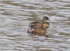 Tachybaptus ruficollis