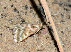 Pyrausta limbopunctalis