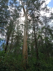 Eucalyptus punctata