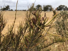 Allocasuarina mackliniana