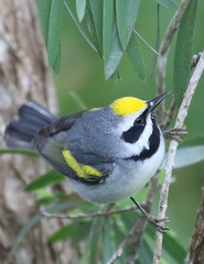 Golden-Winged Warbler photo 5