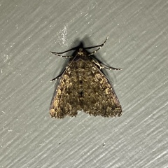 Amyna auriculata