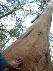 Eucalyptus punctata