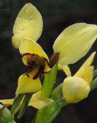 Diuris setacea