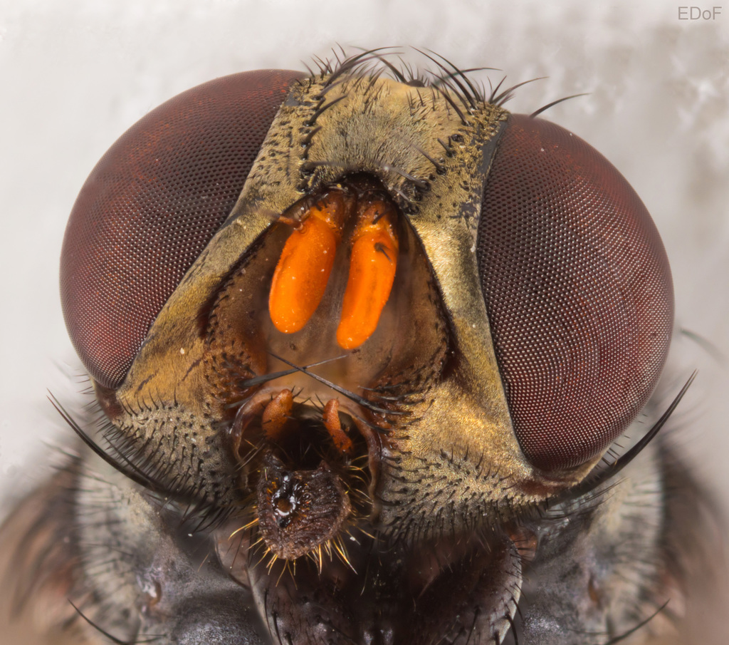Fly