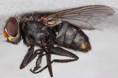 Fly photo 2