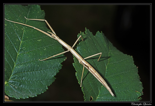 French stick insect