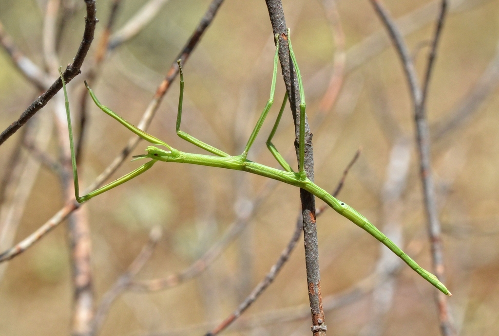 French stick insect