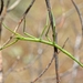 Clonopsis gallica - Photo (c) Alexandre Roux,  זכויות יוצרים חלקיות (CC BY-NC-SA)