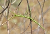 French Stick Insect - Photo (c) Alexandre Roux, some rights reserved (CC BY-NC-SA)
