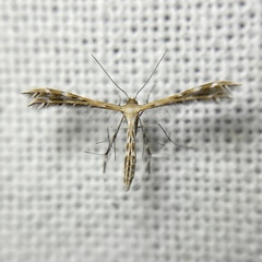 Buckleria paludum