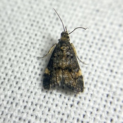Heliothela ophideresana