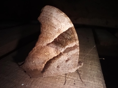 Melanitis leda