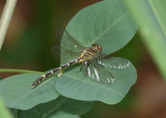 Austrogomphus