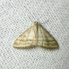 Scopula lydia