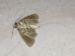 Gonodonta immacula