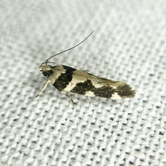 Macrobathra trithyra