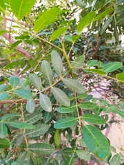 Schinus terebinthifolia