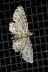 Chloroclystis mniochroa