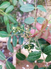 Schinus terebinthifolia