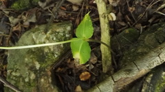 Disperis thorncroftii