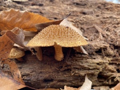 Leucopholiota