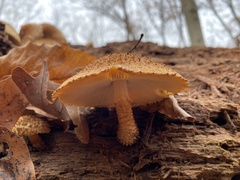 Leucopholiota