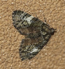 Heterochasta lasioplaca