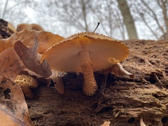 Leucopholiota