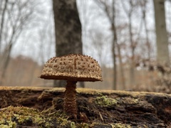 Leucopholiota