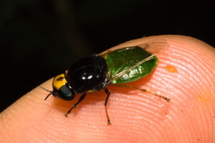 Chloromelas