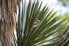 Pyrocephalus rubinus